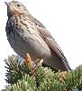 pipit_arbre